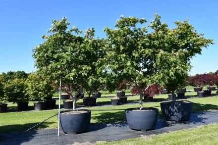 Acer japonicum 'Aconitifolium'