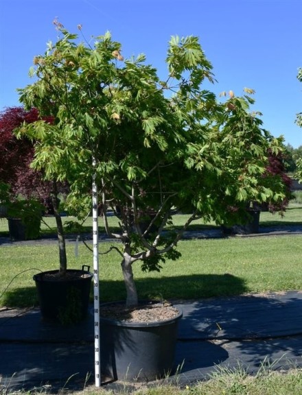 Acer japonicum 'Aconitifolium'