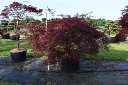 Acer pal. 'Crimson Queen'