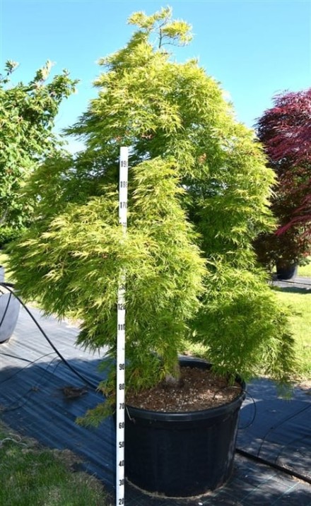 Acer pal. 'Dissectum'