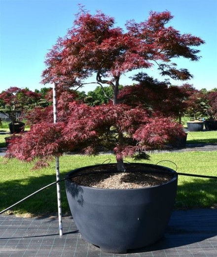 Acer pal. 'Garnet'