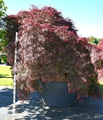 Acer pal. 'Garnet'