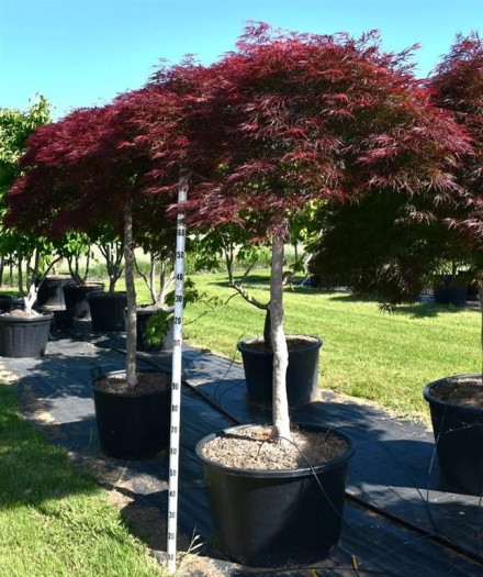 Acer pal. 'Garnet'