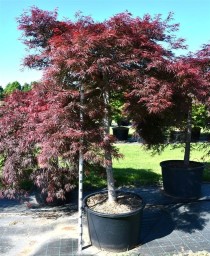 Acer pal. 'Garnet'