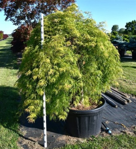 Acer pal. 'Green Lace'