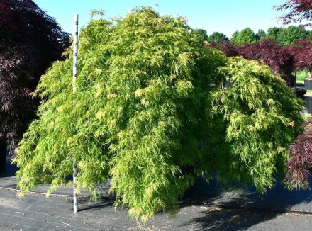 Acer pal. 'Green Lace'
