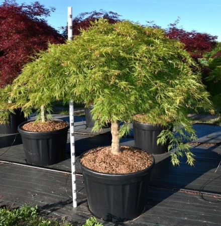 Acer pal. 'Green Lace'