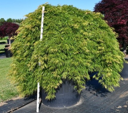 Acer pal. 'Green Lace'