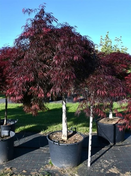 Acer pal. 'Inaba-shidare'