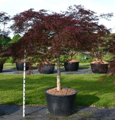 Acer pal. 'Inaba-shidare'