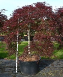 Acer pal. 'Inaba-shidare'