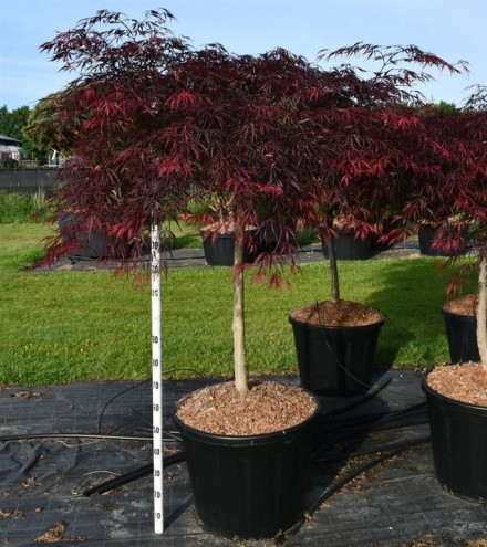 Acer pal. 'Inaba-shidare'