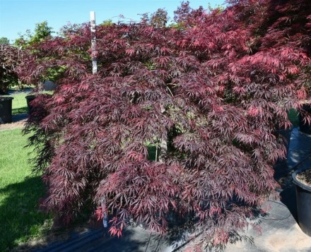 Acer pal. 'Inaba-shidare'