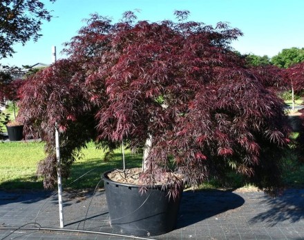Acer pal. 'Inaba-shidare'