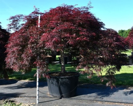 Acer pal. 'Inaba-shidare'