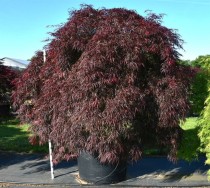 Acer pal. 'Inaba-shidare'
