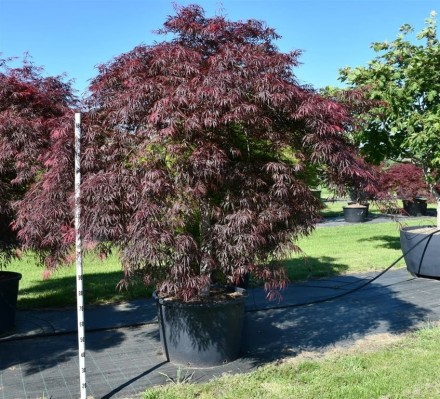 Acer pal. 'Inaba-shidare'