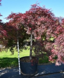 Acer pal. 'Inaba-shidare'