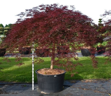 Acer pal. 'Inaba-shidare'