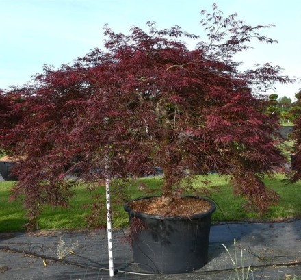 Acer pal. 'Inaba-shidare'