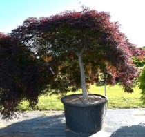 Acer pal. 'Inaba-shidare'