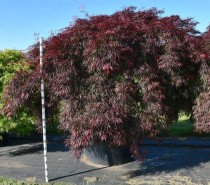 Acer pal. 'Inaba-shidare'