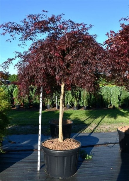 Acer pal. 'Inaba-shidare'