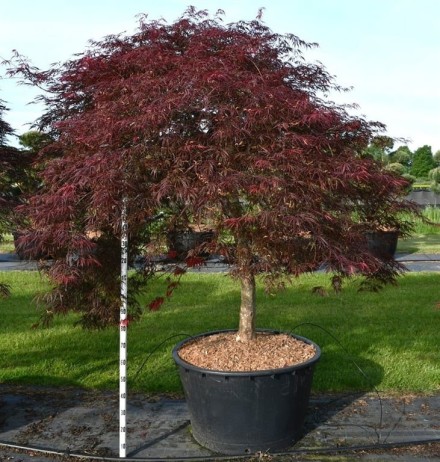 Acer pal. 'Inaba-shidare'