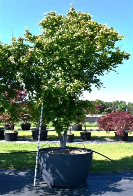 Acer pal. 'Osakazuki'