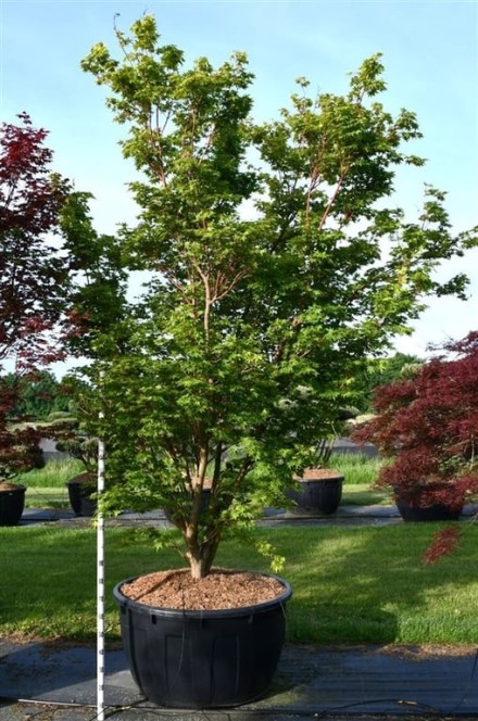 Acer pal. 'Sangokaku'