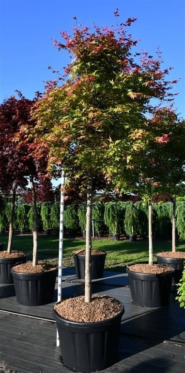 Acer pal. 'Shin-deshojo'