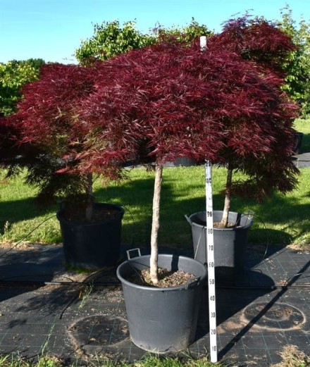 Acer pal. 'Stella Rossa'