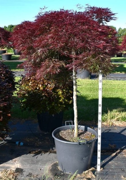 Acer pal. 'Stella Rossa'