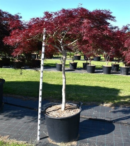 Acer pal. 'Stella Rossa'