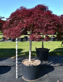 Acer pal. 'Stella Rossa'