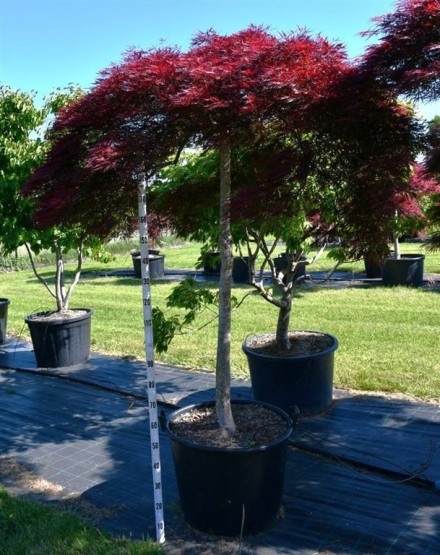 Acer pal. 'Stella Rossa'