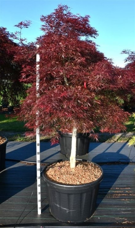 Acer pal. 'Stella Rossa'