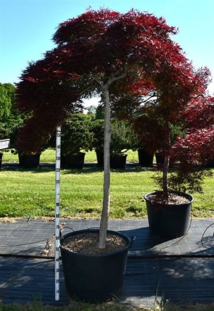 Acer pal. 'Inaba-shidare'