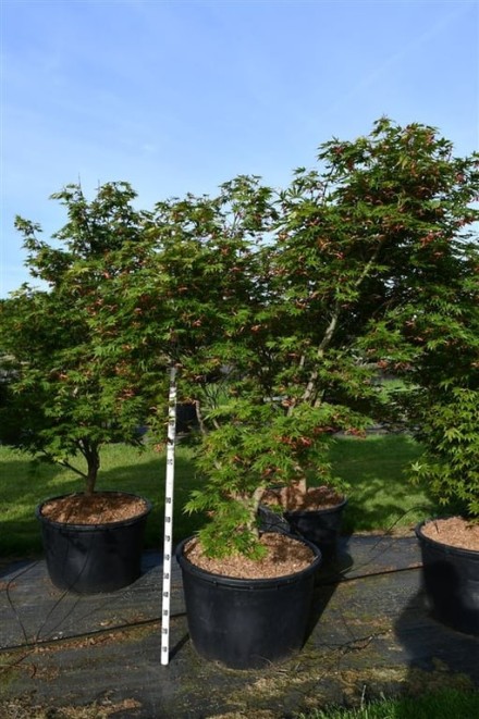 Acer pal. 'Autumn Red'