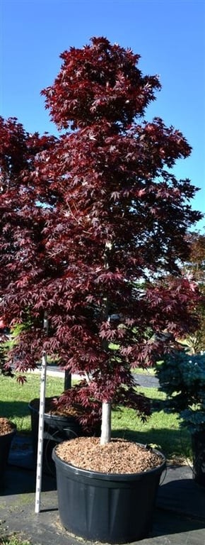Acer pal. 'Fireglow'