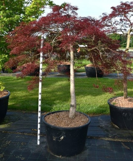 Acer pal. 'Stella Rossa'