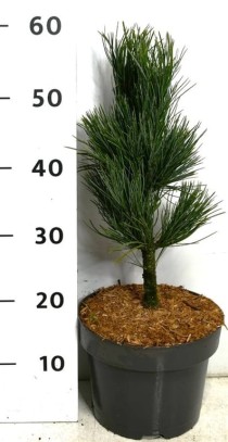 Pinus cembra 'Glauca'