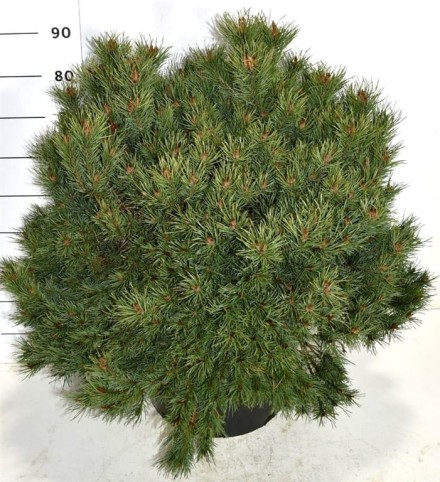 Pinus sylv. 'Martham'
