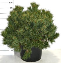 Pinus sylv. 'Martham'