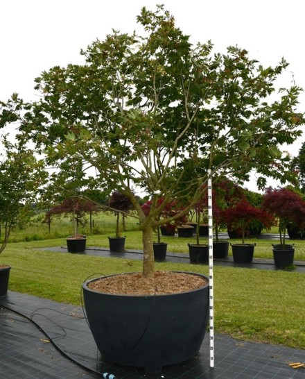 Acer japonicum 'Aconitifolium'