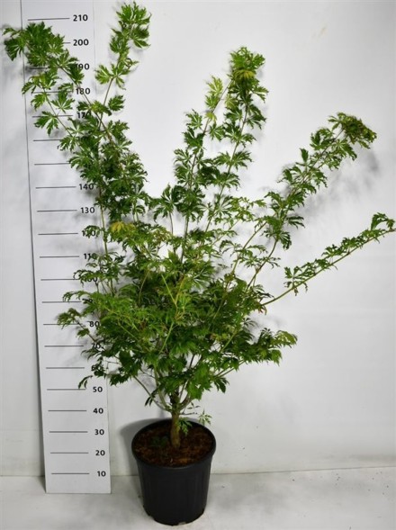 Acer japonicum 'Aconitifolium'