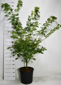 Acer japonicum 'Aconitifolium'