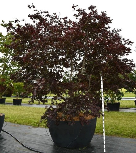 Acer pal. 'Bloodgood'