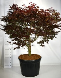 Acer pal. 'Bloodgood'