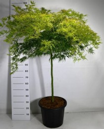 Acer pal. 'Dissectum'